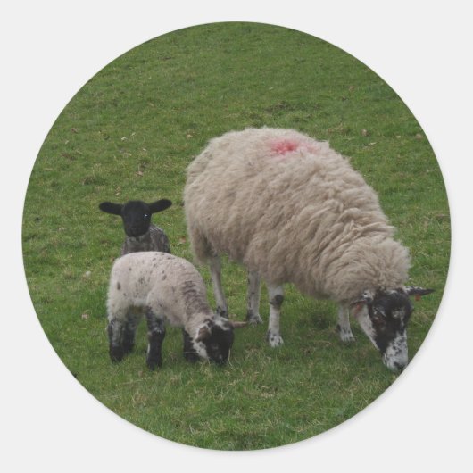 Sticker Rond Le mouton noir (Devant)