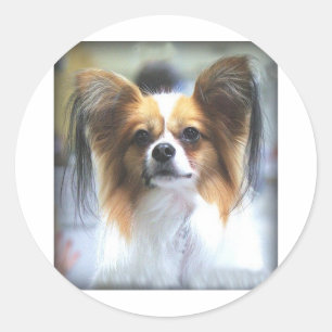 Sticker Rond Le PAPILLON