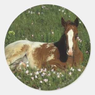 Sticker Rond Le poulain d'Appaloosa qui s'allonge en fleurs