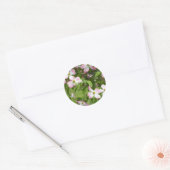 Sticker Rond Le printemps fleurit le bois de chien rose (Enveloppe)