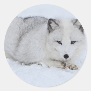 Sticker Rond Le renard arctique dans la neige