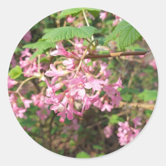 Sticker Rond Le rose de Pokey dans le parc (Devant)