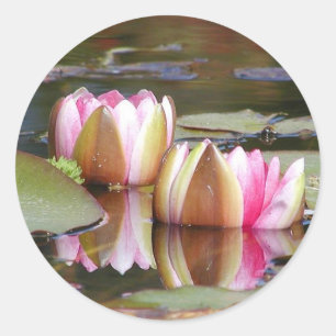 Sticker Rond L'eau Lillies