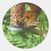 Sticker Rond L'Écureuil Rouge Mange Des Noix. (Devant)