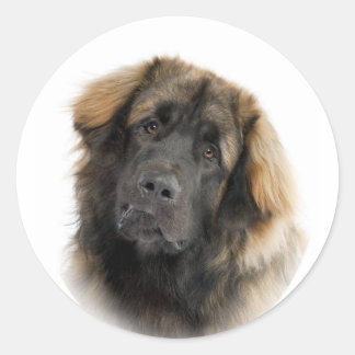 Sticker Rond Leonberger