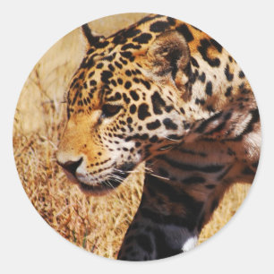 Sticker Rond Leopard