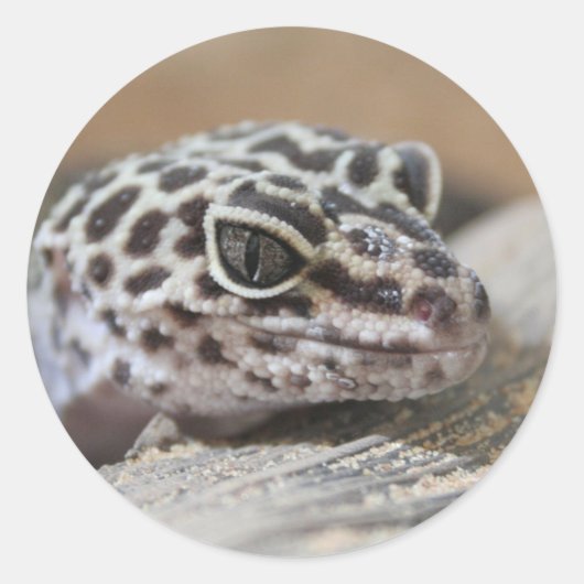 Sticker Rond Léopard Gecko Yeux Bouche visage gros (Devant)