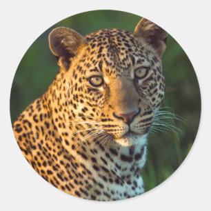 Sticker Rond Léopard mâle (Panthera Pardus) Jeune adulte