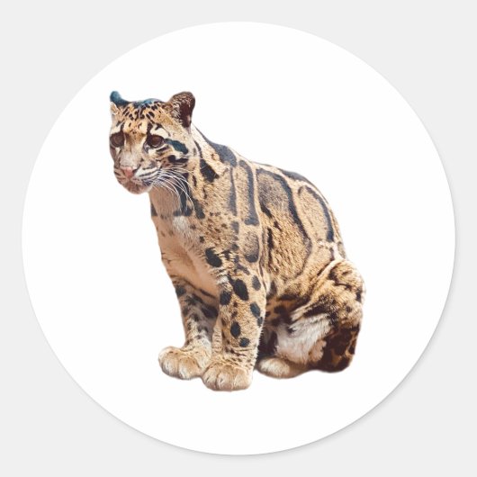 Sticker Rond léopard obscurci photo jungle gros animal de chat (Devant)