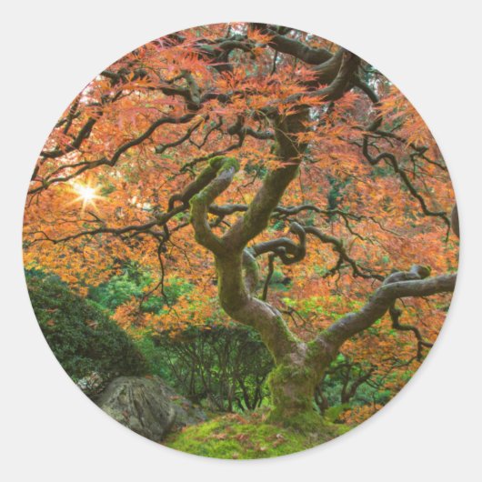 Sticker Rond L'Érable Dans Les Jardins Japonais En Automne (Devant)