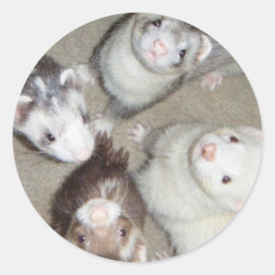 Sticker Rond Les 4 furets de mousquetaire !