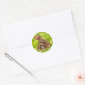 Sticker Rond Les amateurs de lapins de printemps (Enveloppe)