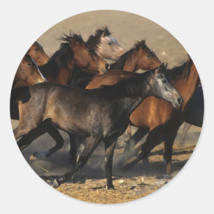 Sticker Rond Les Arabes qui courent dans le désert