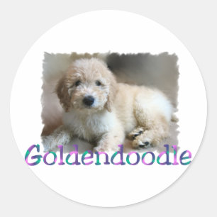 Sticker Rond Les cadeaux Goldendoodle