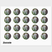 Sticker Rond Les chats jouent (Feuille)