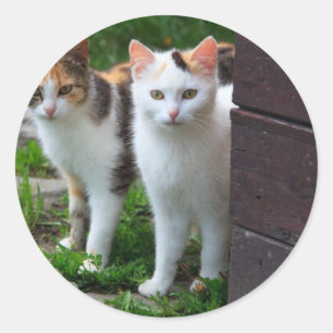 Sticker Rond Les chats jouent