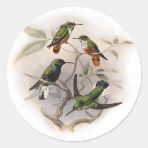 Sticker Rond Les colibris en vol