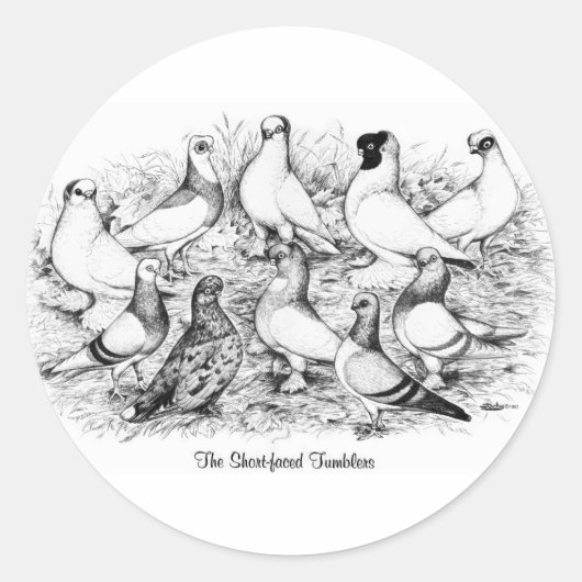 Sticker Rond Les Pigeons Tumbler à courte vue (Devant)