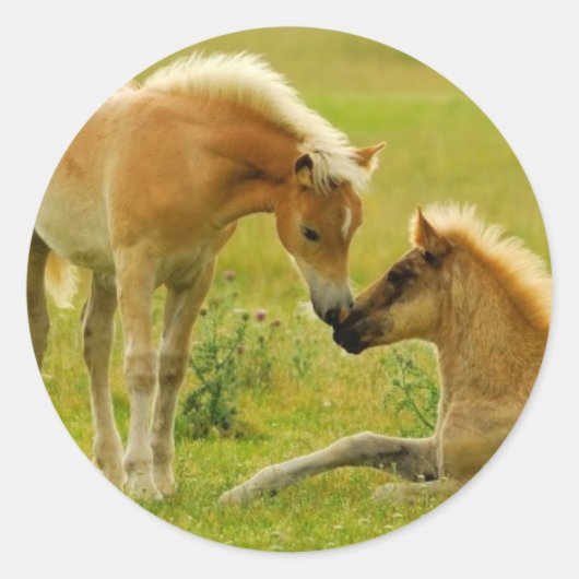 Sticker Rond Les poulains du cheval (Devant)
