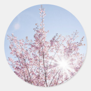 Sticker Rond les rayons du soleil traversent les fleurs roses d
