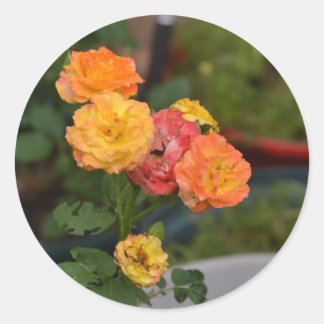 Sticker Rond Les roses de manteau de Joseph