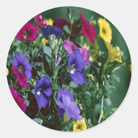 Sticker Rond les roses sont intelligentes (Devant)