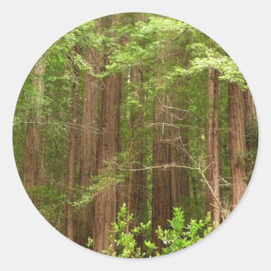 Sticker Rond Les séquoias au monument national de Muir Woods (Devant)