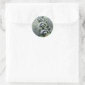 Sticker Rond Les Trois Raccoons (Sac)