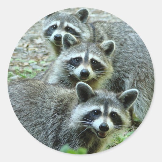 Sticker Rond Les Trois Raccoons (Devant)