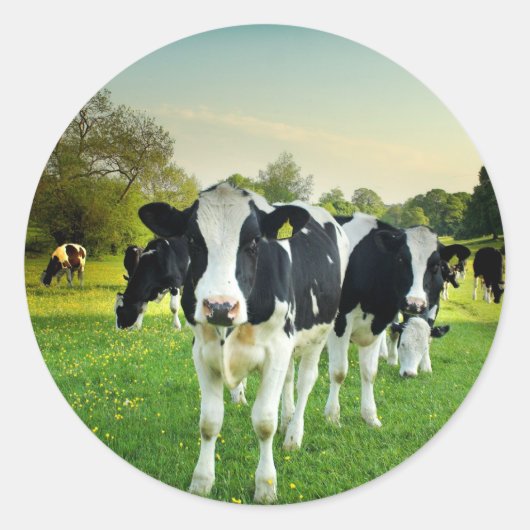 Sticker Rond Les vaches adorent regarder (Devant)