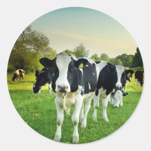 Sticker Rond Les vaches adorent regarder