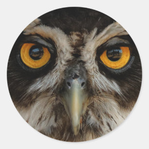 Sticker Rond Les yeux dorés d'une chouette spectaculaire