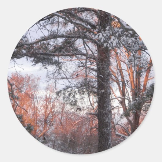 Sticker Rond Lever de neige Hiver Pine de neige Photo (Devant)