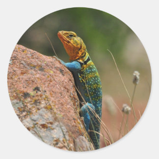 Sticker Rond Lézard coloré