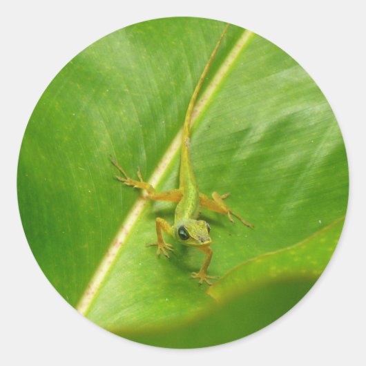 Sticker Rond Lézard vert sur feuille verte (Devant)