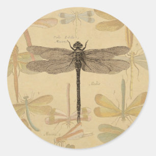 Sticker Rond Libellule Vintage Antique Classique Nature