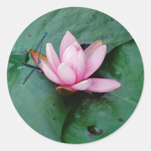 Sticker Rond Libellules bleues sur une fleur de lotus rose