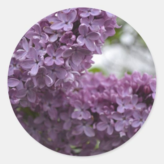 Sticker Rond Lilac Blossoms (Devant)