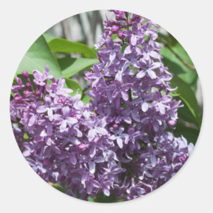 Sticker Rond Lilacs