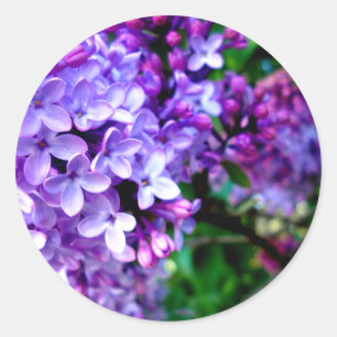 Sticker Rond Lilacs