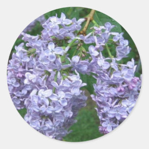Sticker Rond Lilacs pour la fête des mères