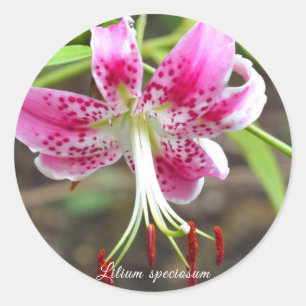 Sticker Rond Lilium speciosum [Round Seal] [ン ド ル ー