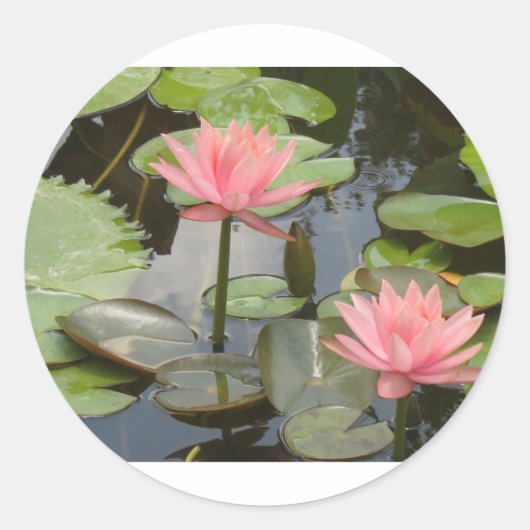 Sticker Rond Lillies d'eau (Devant)