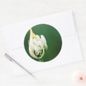 Sticker Rond Lily africaine, Praecox d'Agapanthus, Cap (Enveloppe)
