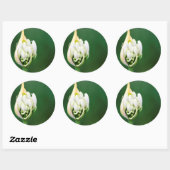 Sticker Rond Lily africaine, Praecox d'Agapanthus, Cap (Feuille)