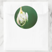 Sticker Rond Lily africaine, Praecox d'Agapanthus, Cap (Sac)