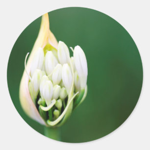 Sticker Rond Lily africaine, Praecox d'Agapanthus, Cap