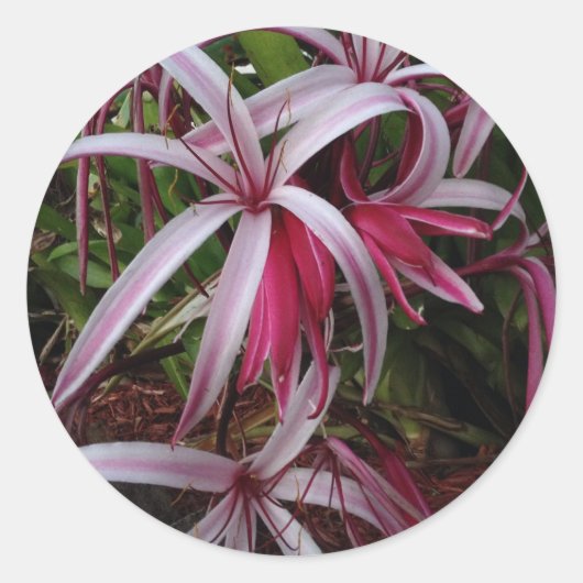 Sticker Rond Lily crinum pourpre de la reine Emma (Devant)