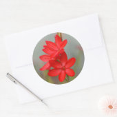 Sticker Rond Lily de Kaffir / Lys de rivière / Hesperantha Cocc (Enveloppe)