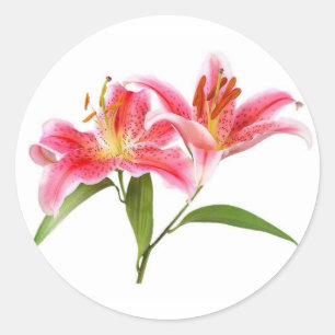 Sticker Rond lily de tigre rose - personnalisable